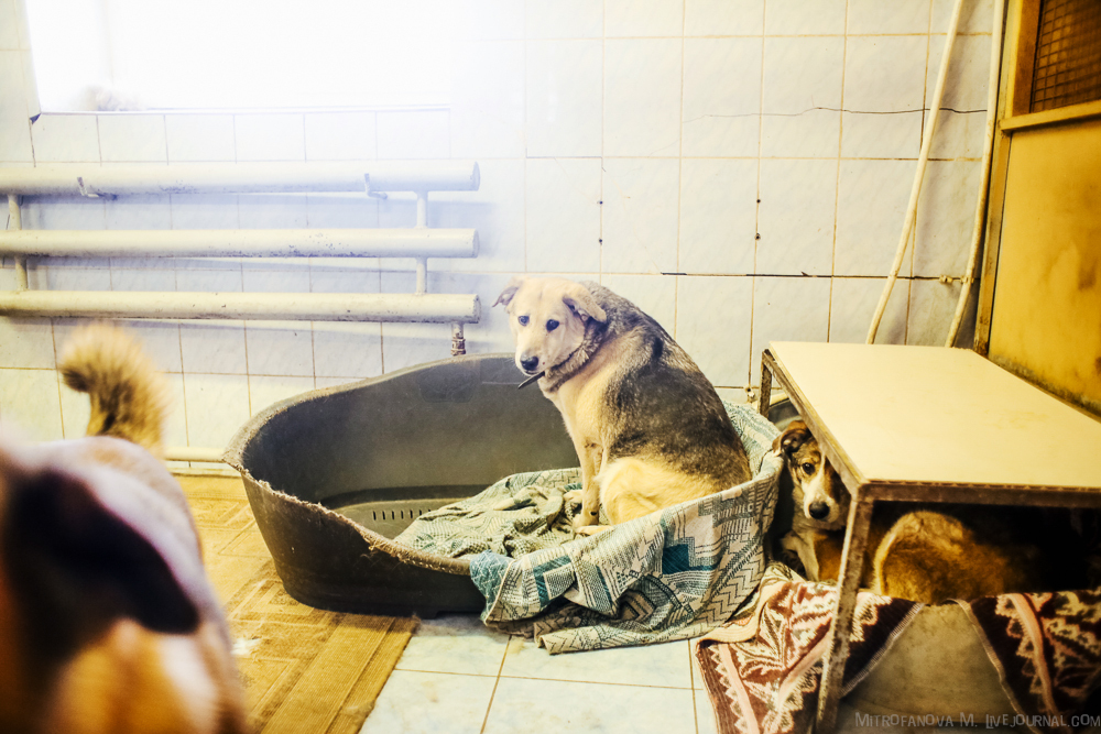 помощь собакам в приюте для животных
