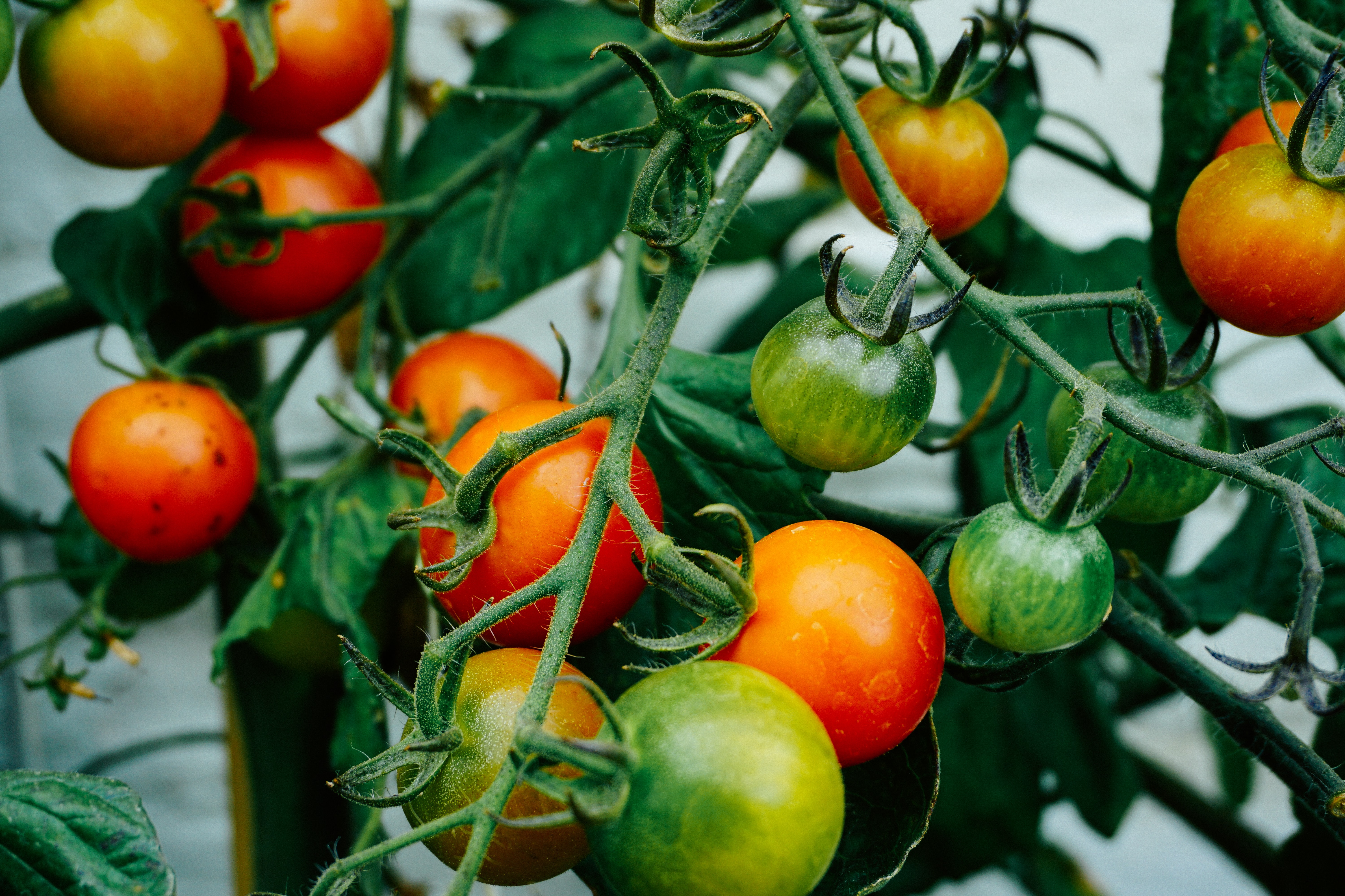 От какого заболевания обрабатывают картофель и томаты? 