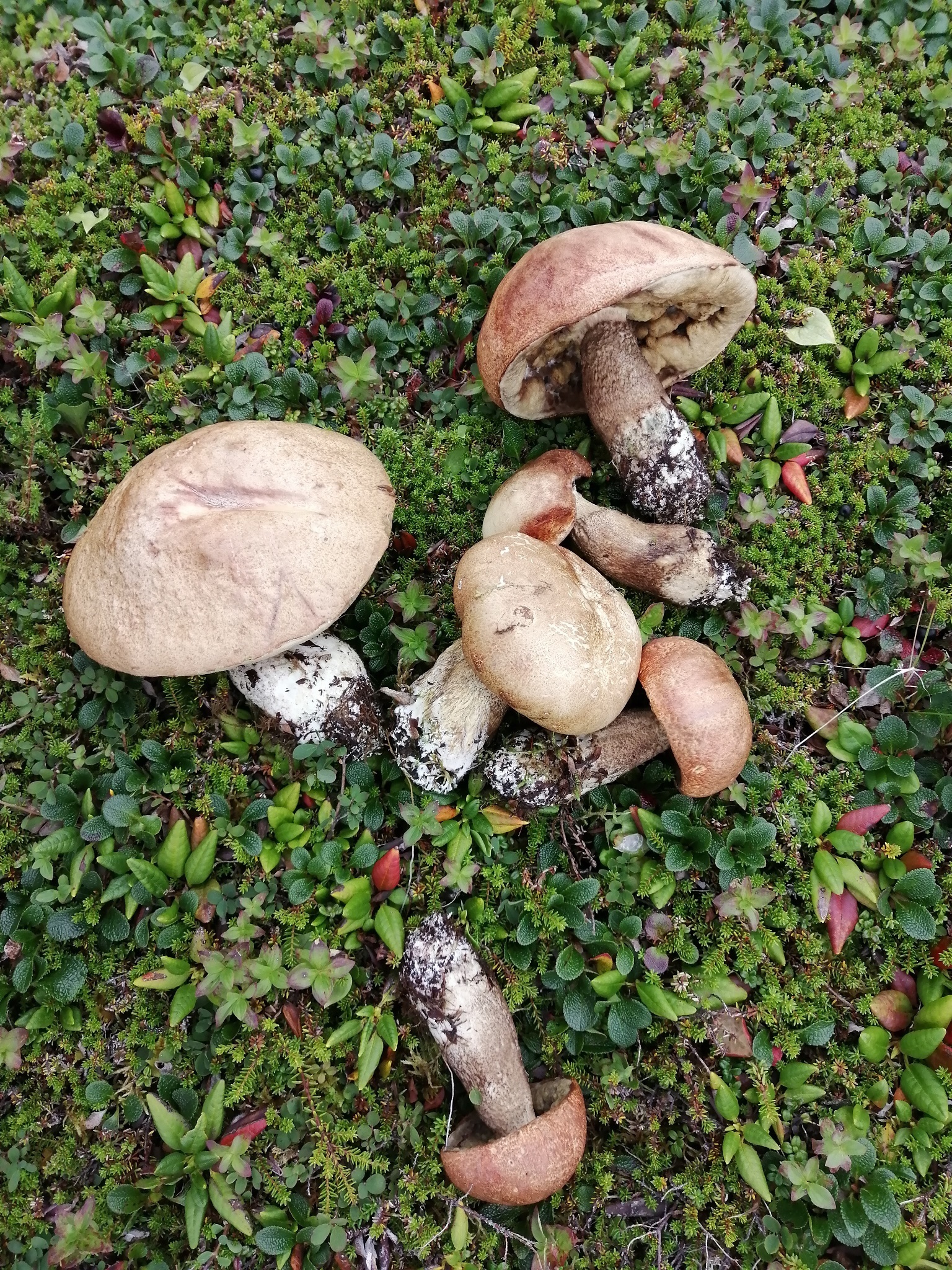 грибы в тундре