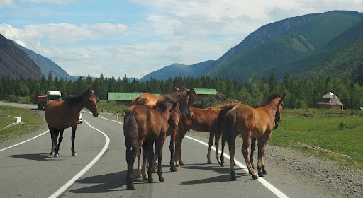 лошади на трассе