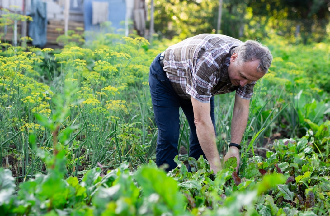 Дача-2022: что нужно знать садоводам и огородникам