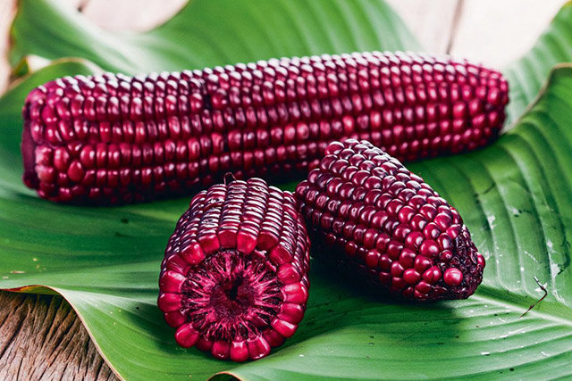 Как вырастить такую фиолетовую кукурузу?