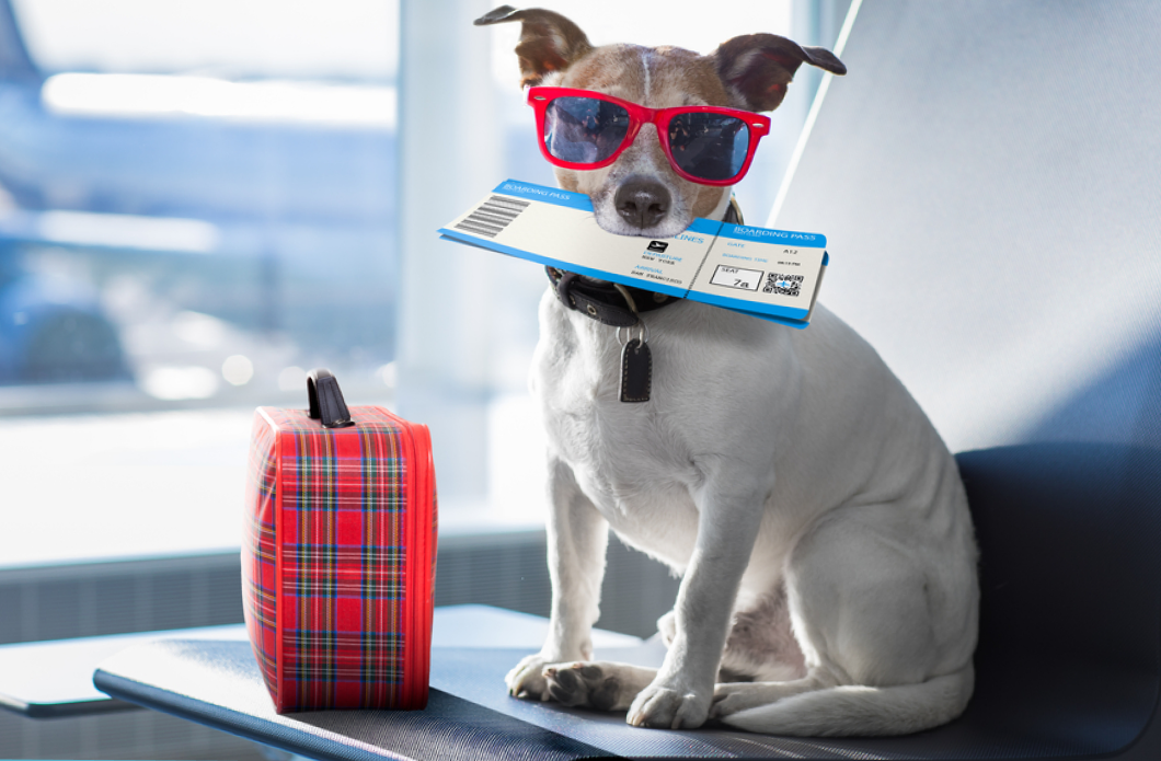 собака с ветпаспортом и чемоданом в аэропорту