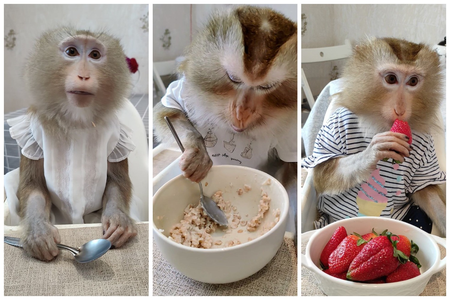 обезьянка во время кормления