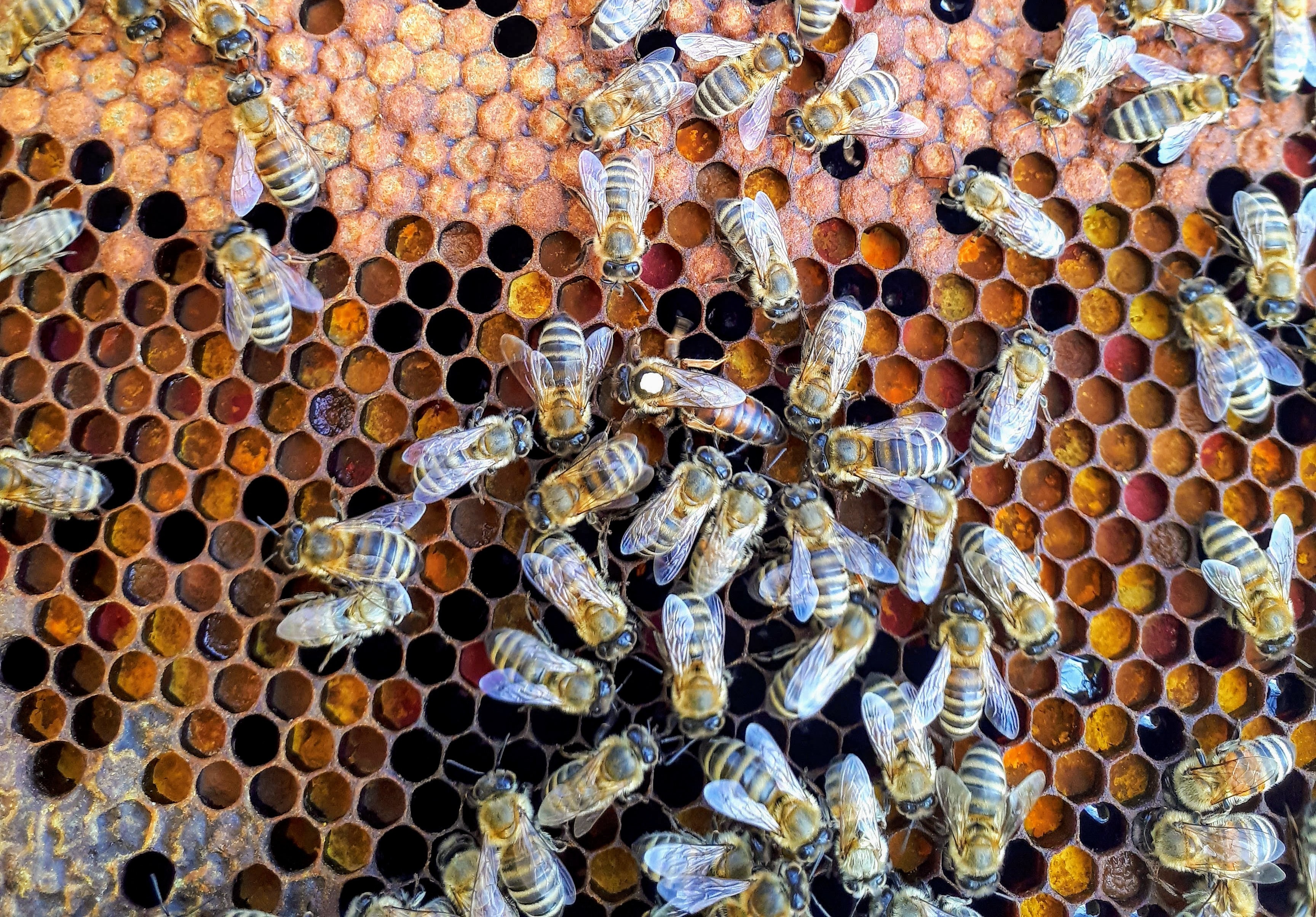 Можно ли пчеловоду содержать насекомых в мобильных помещениях — передвижных павильонах на несколько ульев?
