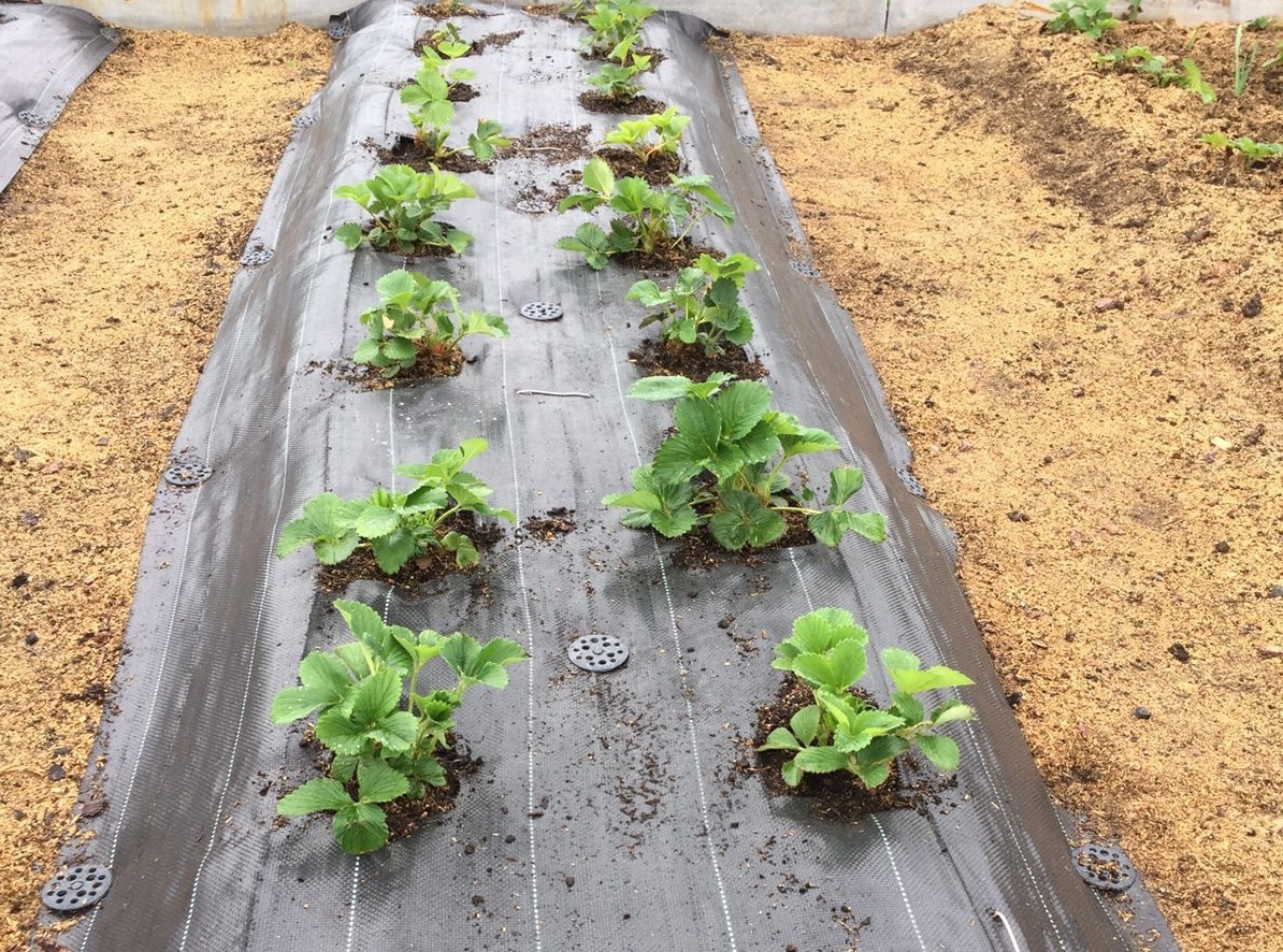 Агроткань защищает ягоды от порчи и задерживает влагу в почве